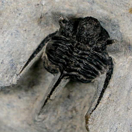 1.2" Cyphaspis Otarion Spiny Trilobite Fossil Devonian Age 400 Mil Yrs Old COA