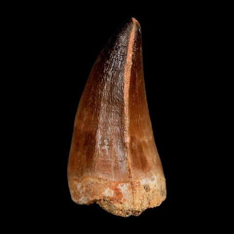 1.9" Mosasaur Prognathodon Fossil Tooth Cretaceous Dinosaur Era COA & Stand - Fossil Age Minerals
