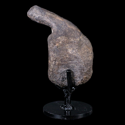 4.5" Rare Panoplosaurus Dinosaur Fossil Vertebrae Bone Two Medicine FM MT Stand - Fossil Age Minerals