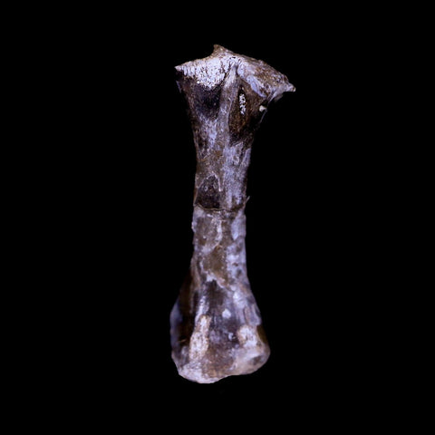 Captorhinus Aguti Fossil Femur Bone Permian Age Reptile 299 Mil Yrs Old Display COA - Fossil Age Minerals