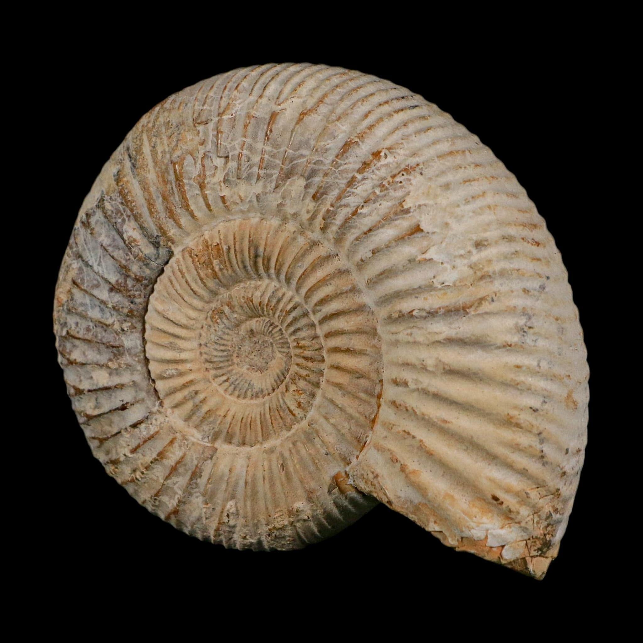 86MM Perisphinctes Ammonite Fossil Nautilus Madagascar Jurassic Age COA