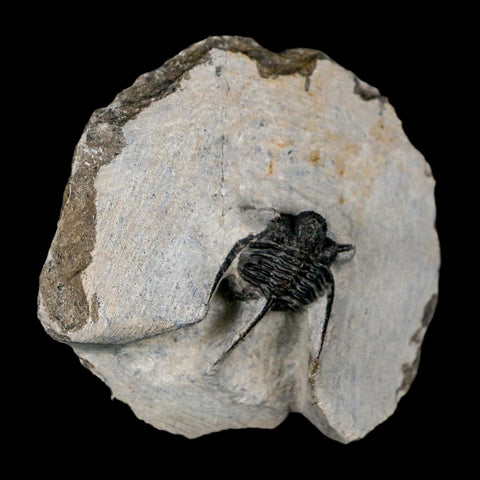 1.2" Cyphaspis Otarion Spiny Trilobite Fossil Devonian Age 400 Mil Yrs Old COA - Fossil Age Minerals