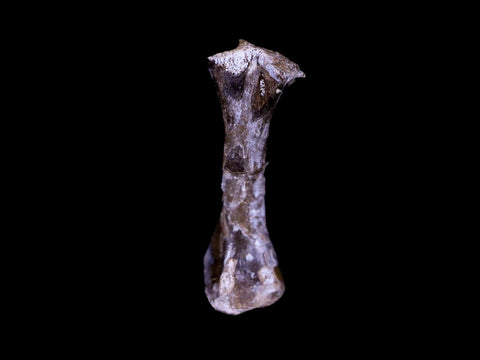 Captorhinus Aguti Fossil Femur Bone Permian Age Reptile 299 Mil Yrs Old Display COA - Fossil Age Minerals