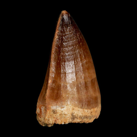 1.9" Mosasaur Prognathodon Fossil Tooth Cretaceous Dinosaur Era COA & Stand - Fossil Age Minerals