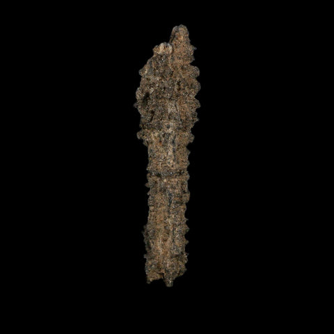 4.1" Fulgurite Petrified Lightning Strike Glass Sahara Desert Algeria - Fossil Age Minerals