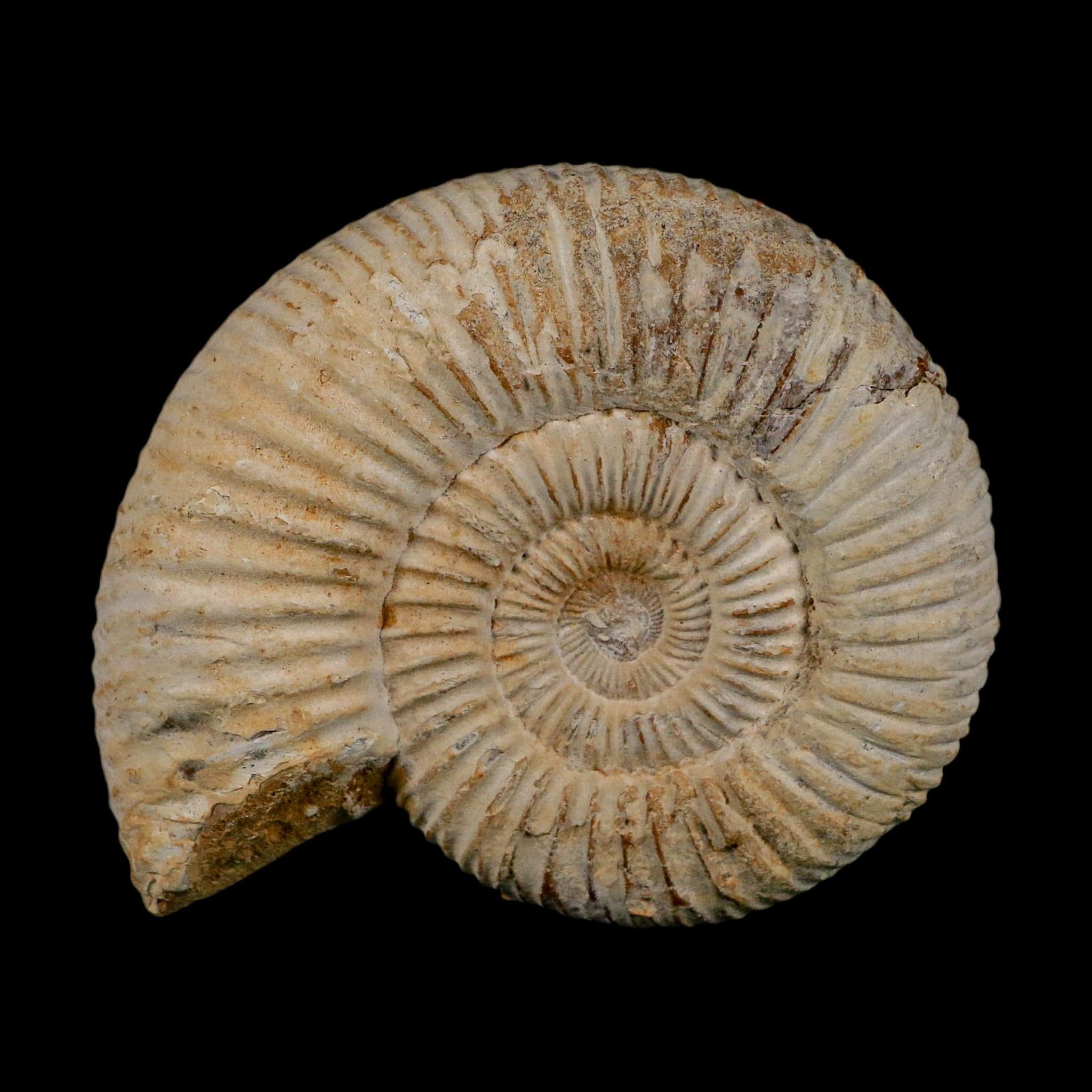 86MM Perisphinctes Ammonite Fossil Nautilus Madagascar Jurassic Age COA