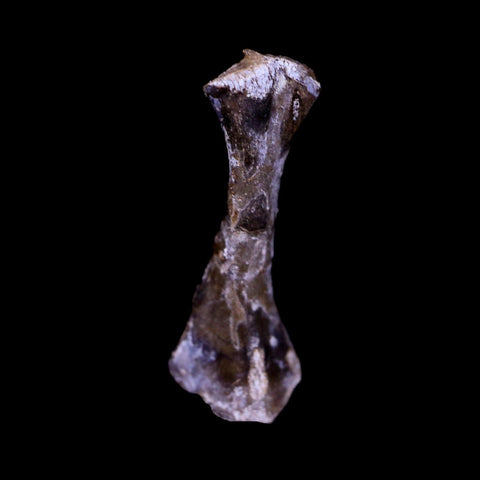 Captorhinus Aguti Fossil Femur Bone Permian Age Reptile 299 Mil Yrs Old Display COA - Fossil Age Minerals