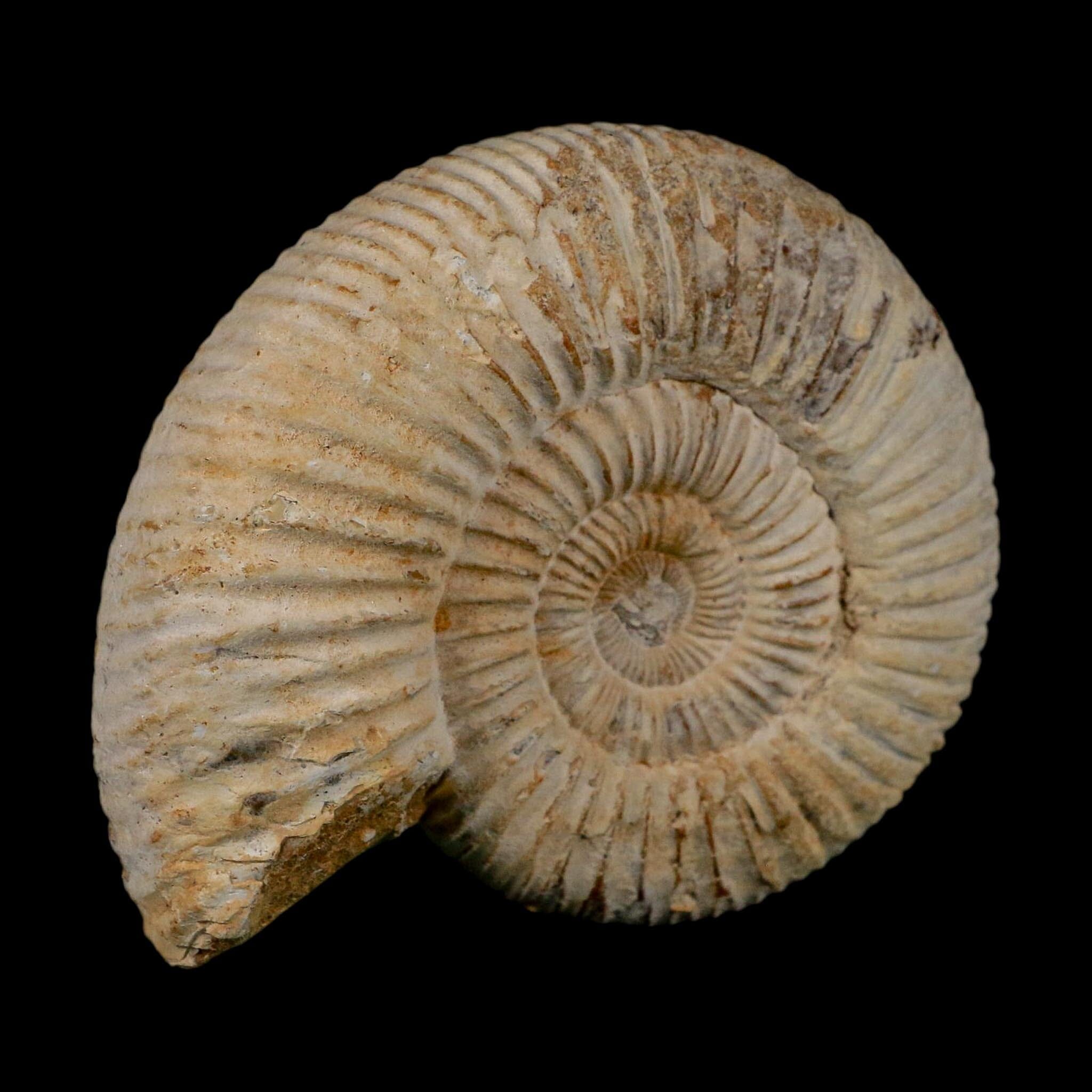 86MM Perisphinctes Ammonite Fossil Nautilus Madagascar Jurassic Age COA