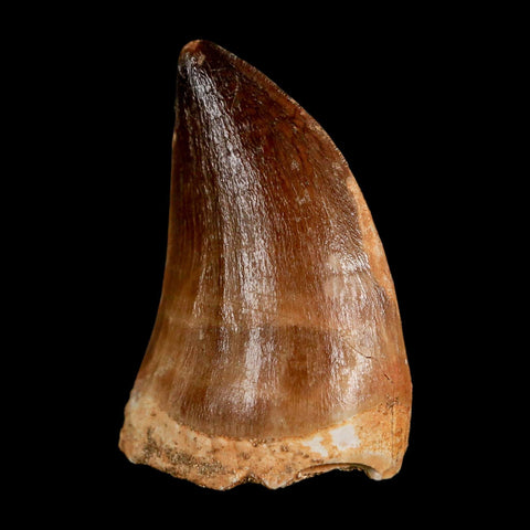 1.9" Mosasaur Prognathodon Fossil Tooth Cretaceous Dinosaur Era COA & Stand - Fossil Age Minerals