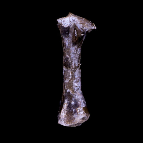 Captorhinus Aguti Fossil Femur Bone Permian Age Reptile 299 Mil Yrs Old Display COA - Fossil Age Minerals