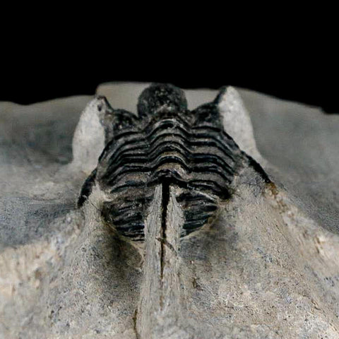 1.2" Cyphaspis Otarion Spiny Trilobite Fossil Devonian Age 400 Mil Yrs Old COA - Fossil Age Minerals
