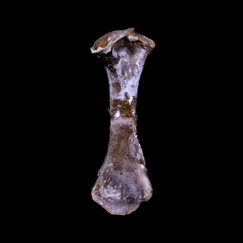 Captorhinus Aguti Fossil Femur Bone Permian Age Reptile 299 Mil Yrs Old Display COA - Fossil Age Minerals