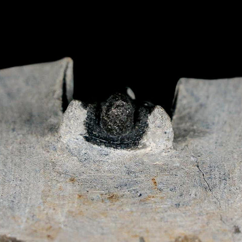 1.2" Cyphaspis Otarion Spiny Trilobite Fossil Devonian Age 400 Mil Yrs Old COA - Fossil Age Minerals