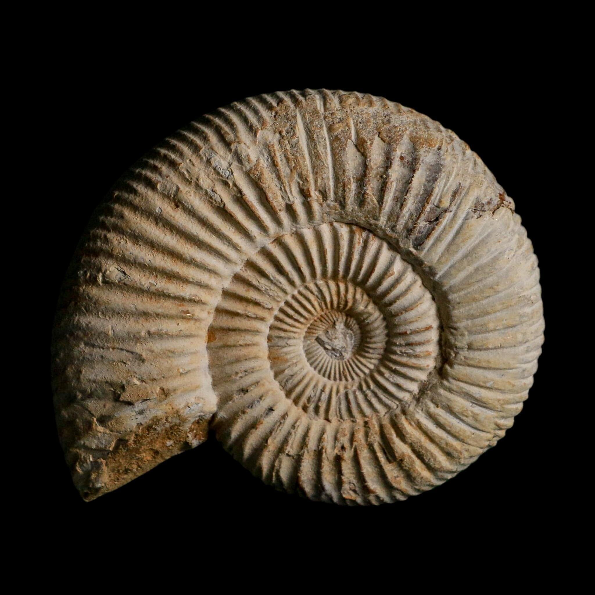 86MM Perisphinctes Ammonite Fossil Nautilus Madagascar Jurassic Age COA