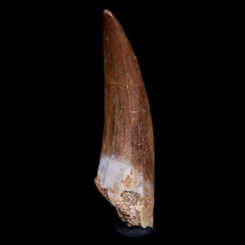 1.7" Plesiosaur Zarafasaura Tooth Fossil Cretaceous Dinosaur Era COA, Stand - Fossil Age Minerals