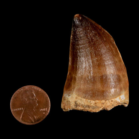 1.9" Mosasaur Prognathodon Fossil Tooth Cretaceous Dinosaur Era COA & Stand - Fossil Age Minerals