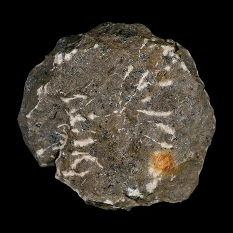 1.2" Cyphaspis Otarion Spiny Trilobite Fossil Devonian Age 400 Mil Yrs Old COA - Fossil Age Minerals