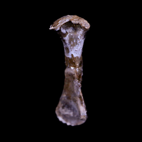 Captorhinus Aguti Fossil Femur Bone Permian Age Reptile 299 Mil Yrs Old Display COA - Fossil Age Minerals