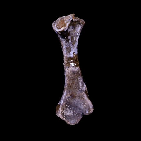 Captorhinus Aguti Fossil Femur Bone Permian Age Reptile 299 Mil Yrs Old Display COA - Fossil Age Minerals