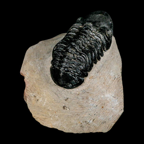 2.3" Reedops Cephalotes Trilobite Fossil Morocco Devonian Age 400 Mil Yrs Old COA - Fossil Age Minerals