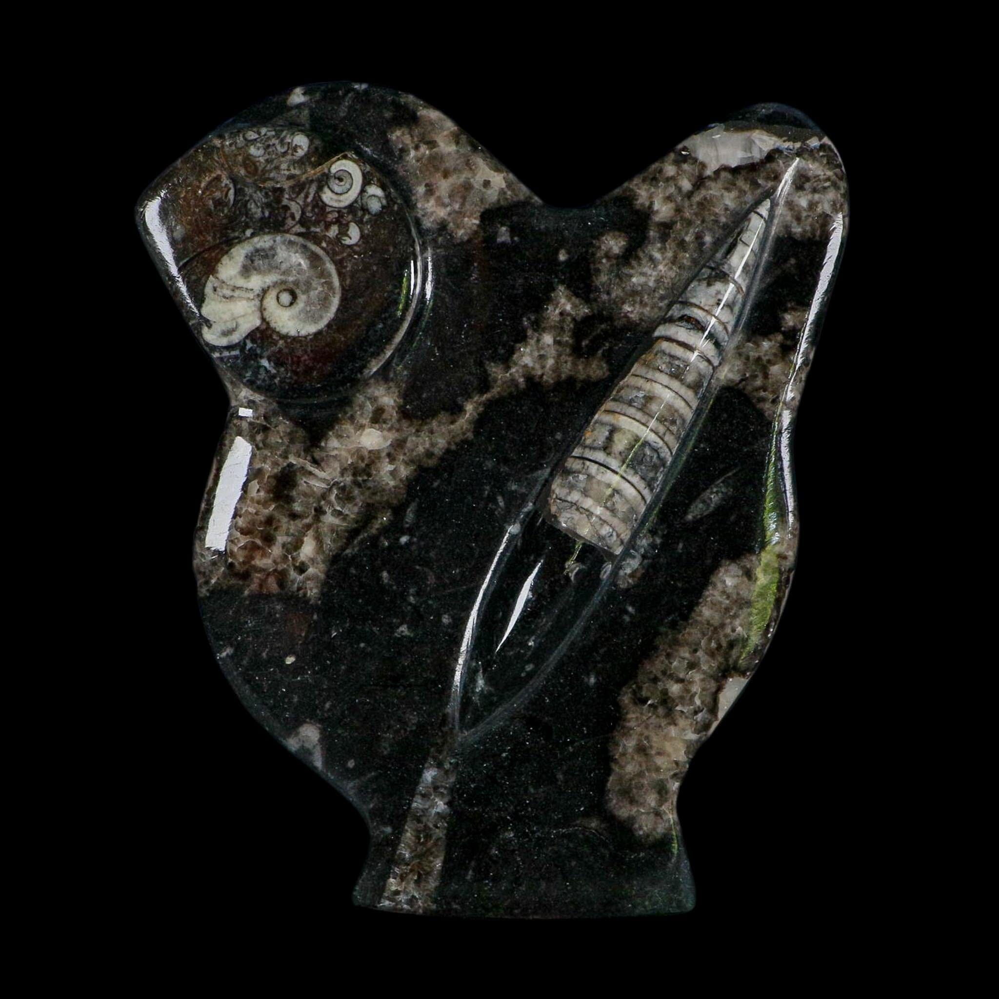 6.5" Orthoceras And Goniatite Ammonite Fossil Display Erfoud Morocco Devonian Age