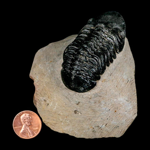 2.3" Reedops Cephalotes Trilobite Fossil Morocco Devonian Age 400 Mil Yrs Old COA - Fossil Age Minerals
