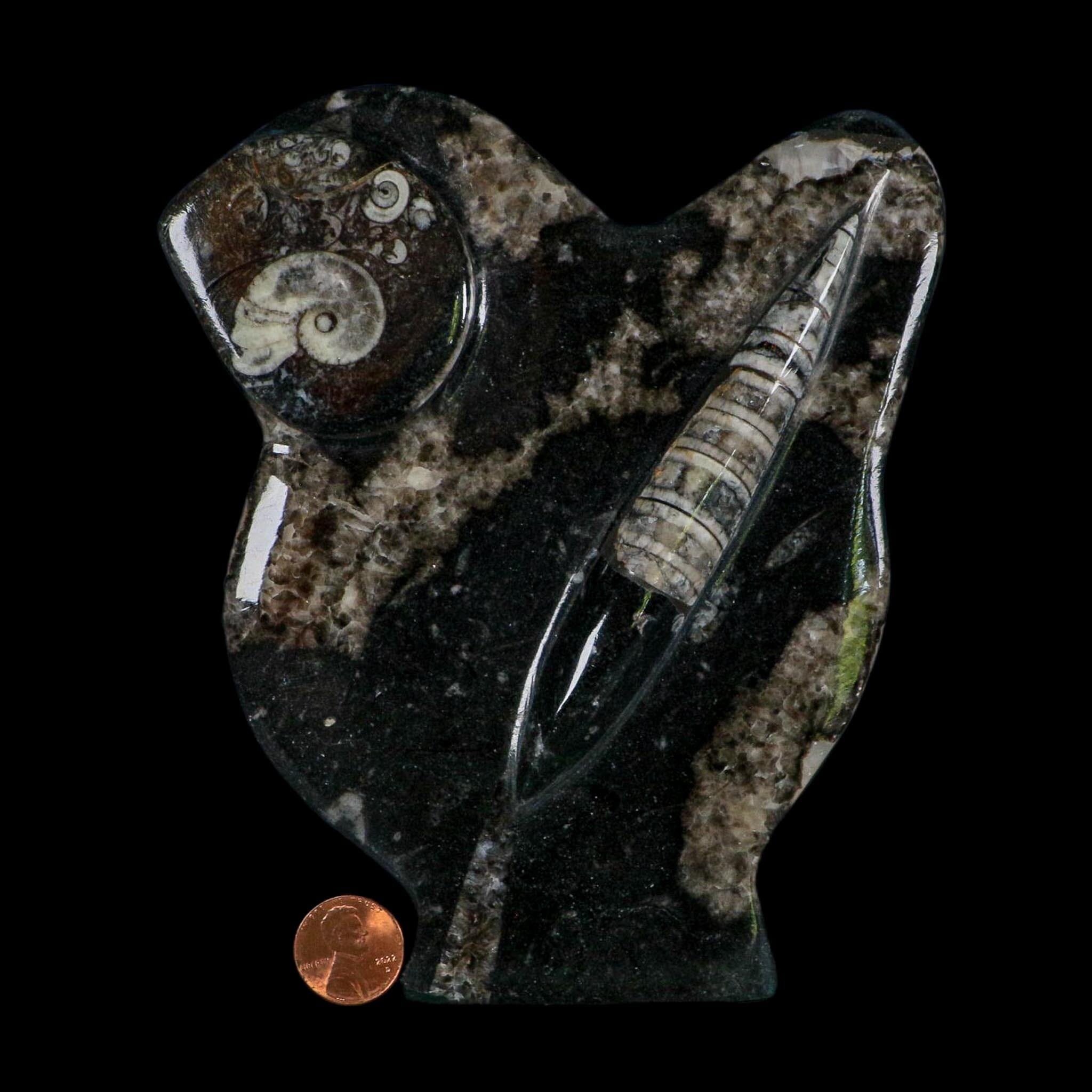 6.5" Orthoceras And Goniatite Ammonite Fossil Display Erfoud Morocco Devonian Age