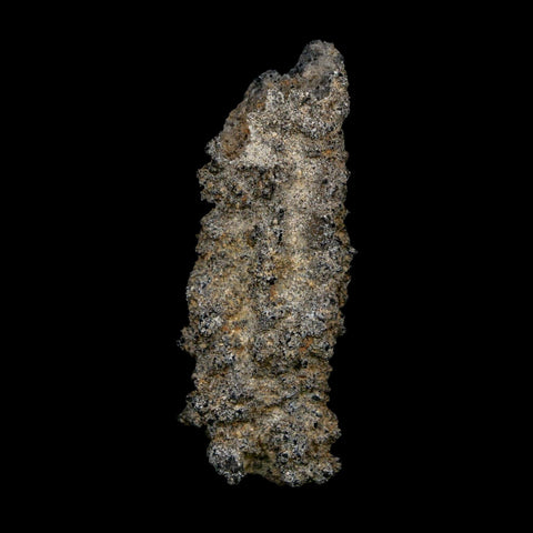 2.5" Fulgurite Petrified Lightning Strike Glass Sahara Desert Algeria - Fossil Age Minerals