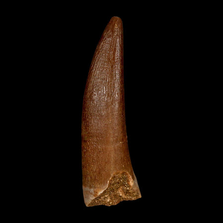 1.8" Plesiosaur Zarafasaura Tooth Fossil Cretaceous Dinosaur Era COA, Stand