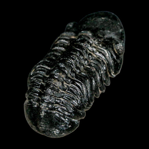 2.3" Reedops Cephalotes Trilobite Fossil Morocco Devonian Age 400 Mil Yrs Old COA - Fossil Age Minerals