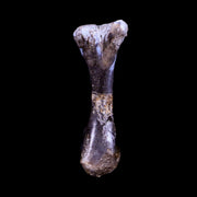 Captorhinus Aguti Fossil Femur Bone Permian Age Reptile 299 Mil Yrs Old Display COA