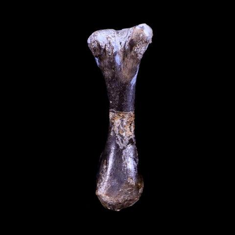 Captorhinus Aguti Fossil Femur Bone Permian Age Reptile 299 Mil Yrs Old Display COA - Fossil Age Minerals