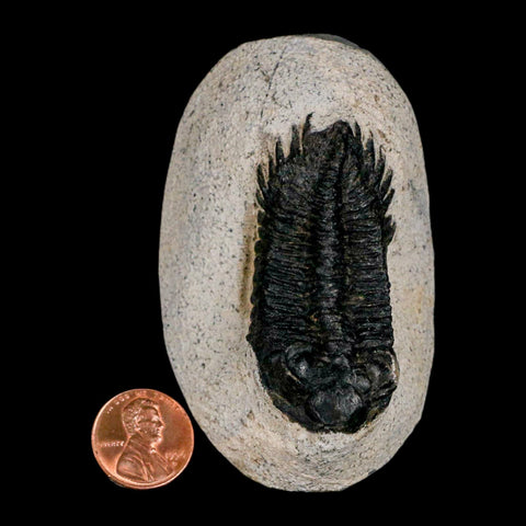 2.2" Coltraenia Oufatenensis Trilobite Fossil Devonian Morocco 400 Mil Yrs Old COA - Fossil Age Minerals