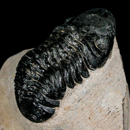 2.3" Reedops Cephalotes Trilobite Fossil Morocco Devonian Age 400 Mil Yrs Old COA