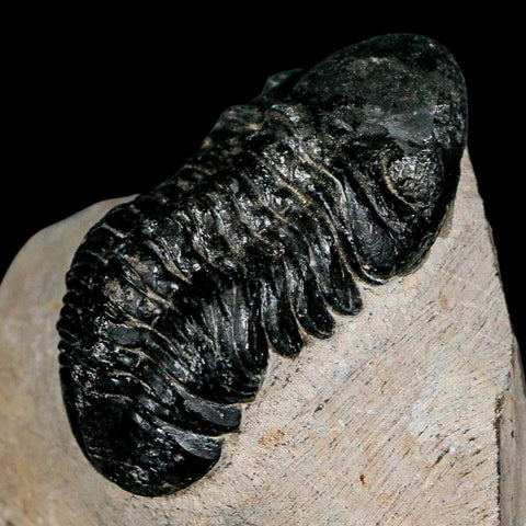 2.3" Reedops Cephalotes Trilobite Fossil Morocco Devonian Age 400 Mil Yrs Old COA - Fossil Age Minerals