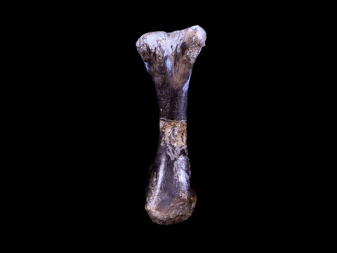 Captorhinus Aguti Fossil Femur Bone Permian Age Reptile 299 Mil Yrs Old Display COA - Fossil Age Minerals