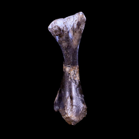 Captorhinus Aguti Fossil Femur Bone Permian Age Reptile 299 Mil Yrs Old Display COA - Fossil Age Minerals