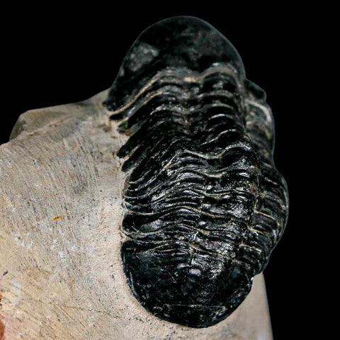 2.3" Reedops Cephalotes Trilobite Fossil Morocco Devonian Age 400 Mil Yrs Old COA - Fossil Age Minerals