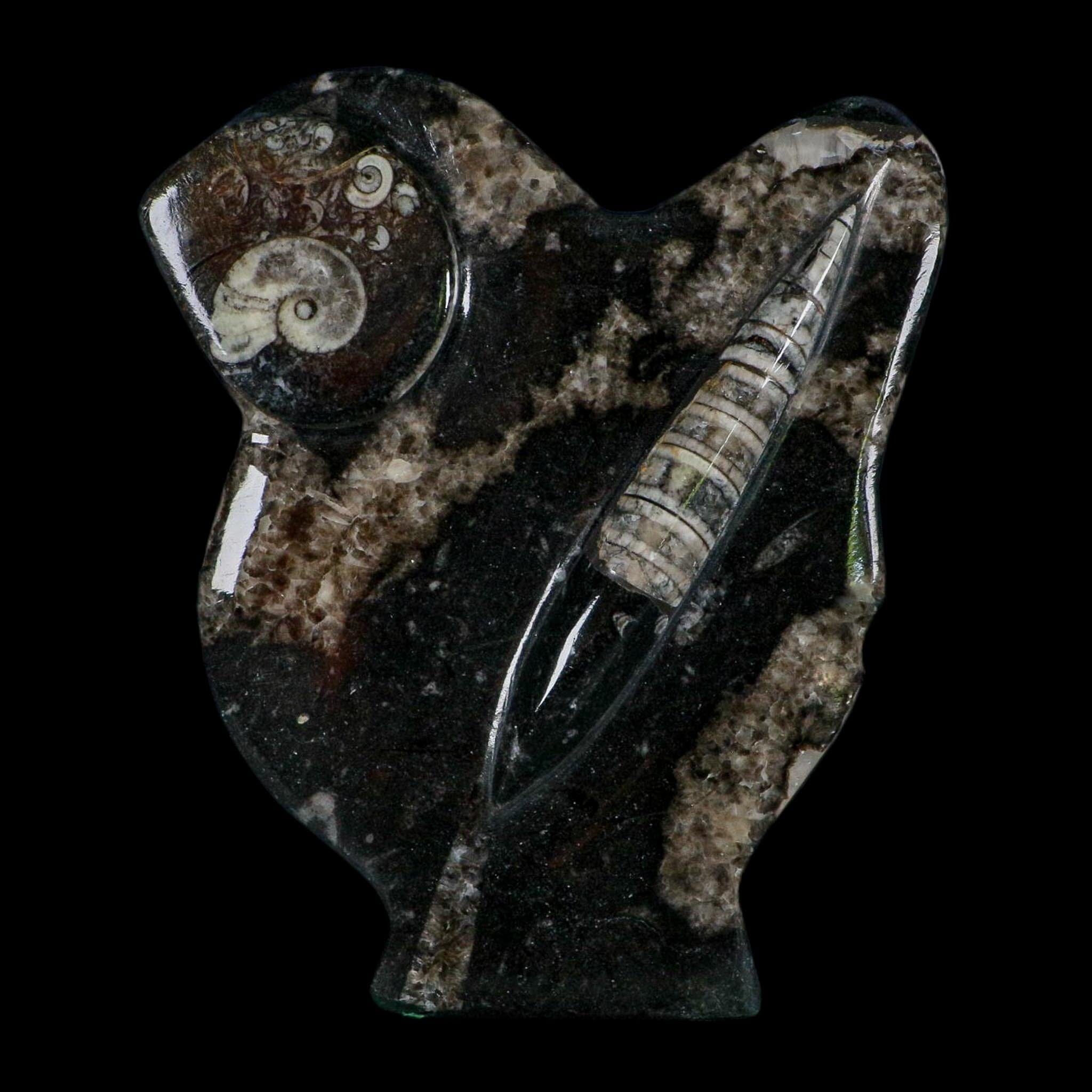 6.5" Orthoceras And Goniatite Ammonite Fossil Display Erfoud Morocco Devonian Age