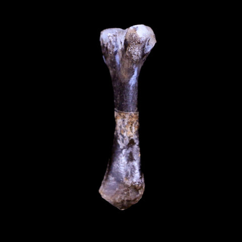 Captorhinus Aguti Fossil Femur Bone Permian Age Reptile 299 Mil Yrs Old Display COA - Fossil Age Minerals