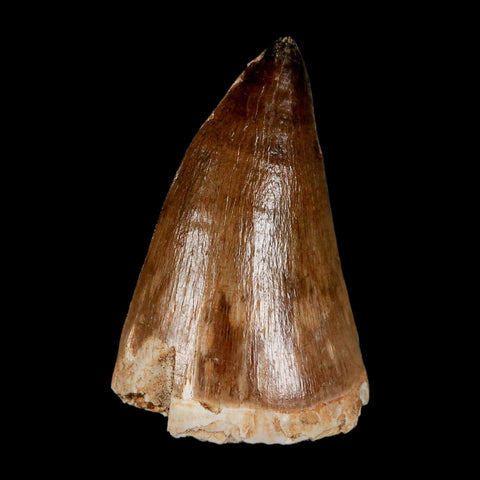 XXL 2.3" Mosasaur Prognathodon Fossil Tooth Cretaceous Dinosaur Era COA & Stand