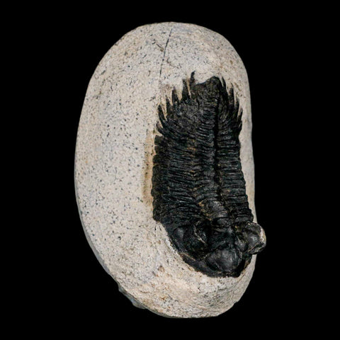 2.2" Coltraenia Oufatenensis Trilobite Fossil Devonian Morocco 400 Mil Yrs Old COA - Fossil Age Minerals