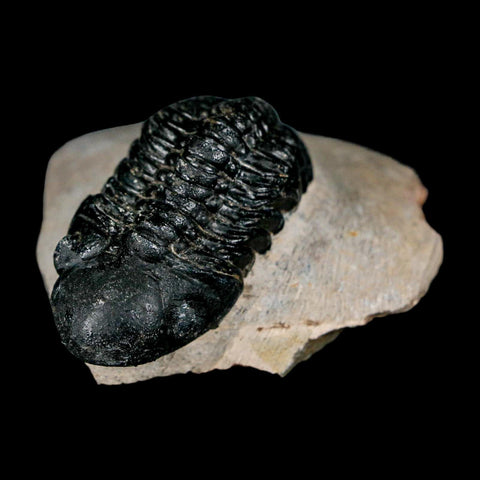 2.3" Reedops Cephalotes Trilobite Fossil Morocco Devonian Age 400 Mil Yrs Old COA - Fossil Age Minerals