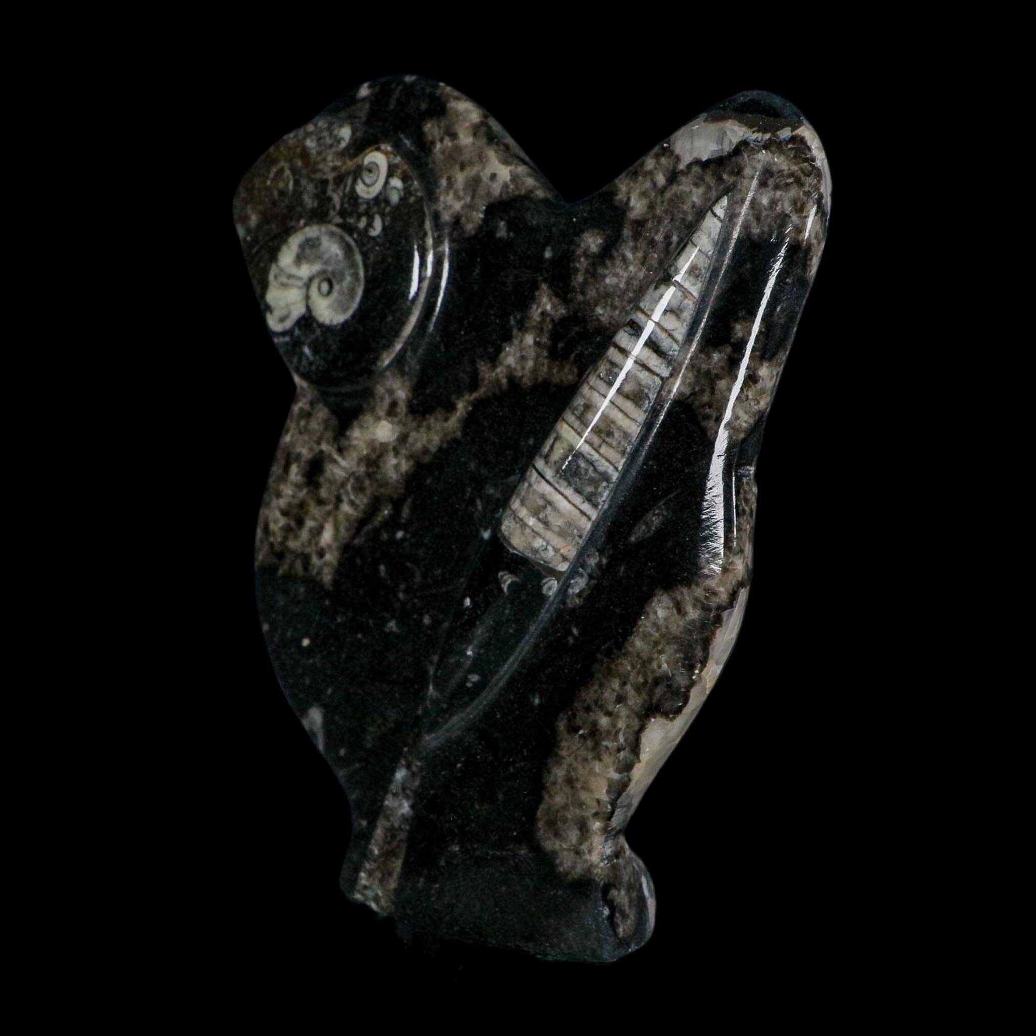 6.5" Orthoceras And Goniatite Ammonite Fossil Display Erfoud Morocco Devonian Age
