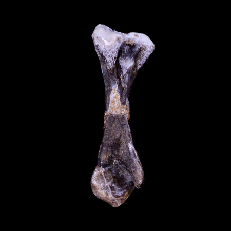 Captorhinus Aguti Fossil Femur Bone Permian Age Reptile 299 Mil Yrs Old Display COA