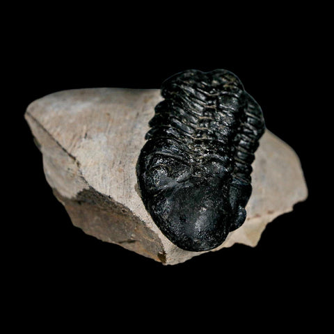2.3" Reedops Cephalotes Trilobite Fossil Morocco Devonian Age 400 Mil Yrs Old COA - Fossil Age Minerals