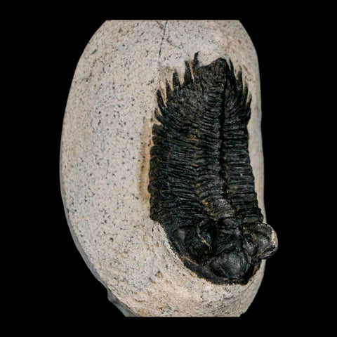 2.2" Coltraenia Oufatenensis Trilobite Fossil Devonian Morocco 400 Mil Yrs Old COA - Fossil Age Minerals