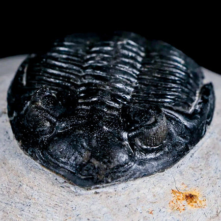 1.9" Metacanthina Issoumourensis Trilobite Fossil Devonian Age 400 Mil Yrs Old COA