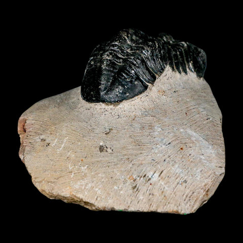 2.3" Reedops Cephalotes Trilobite Fossil Morocco Devonian Age 400 Mil Yrs Old COA - Fossil Age Minerals