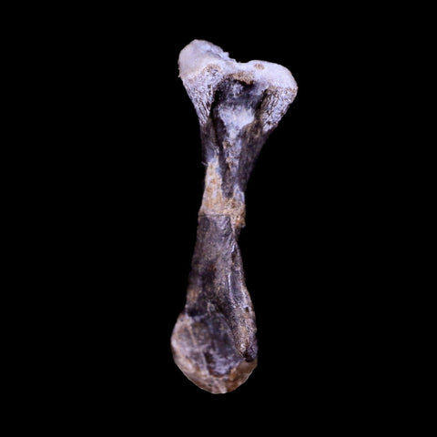 Captorhinus Aguti Fossil Femur Bone Permian Age Reptile 299 Mil Yrs Old Display COA - Fossil Age Minerals